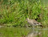 Grosser Brachvogel0006